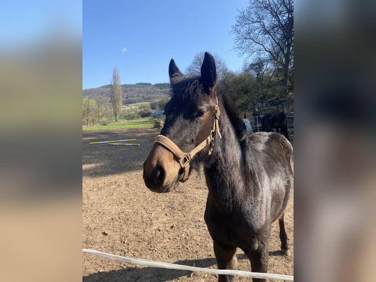Plus de chevaux à sang chaud Hongre 2 Ans 160 cm Bai brun in PrümzurlayHolsthum