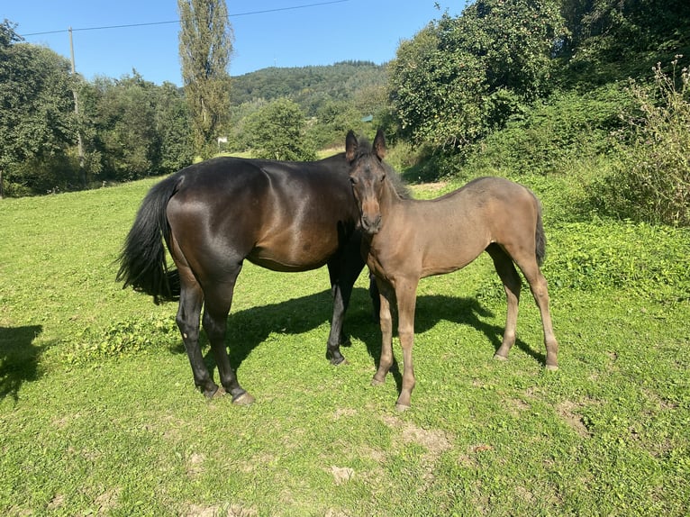 Plus de chevaux à sang chaud Hongre 2 Ans 160 cm Bai brun in PrümzurlayHolsthum