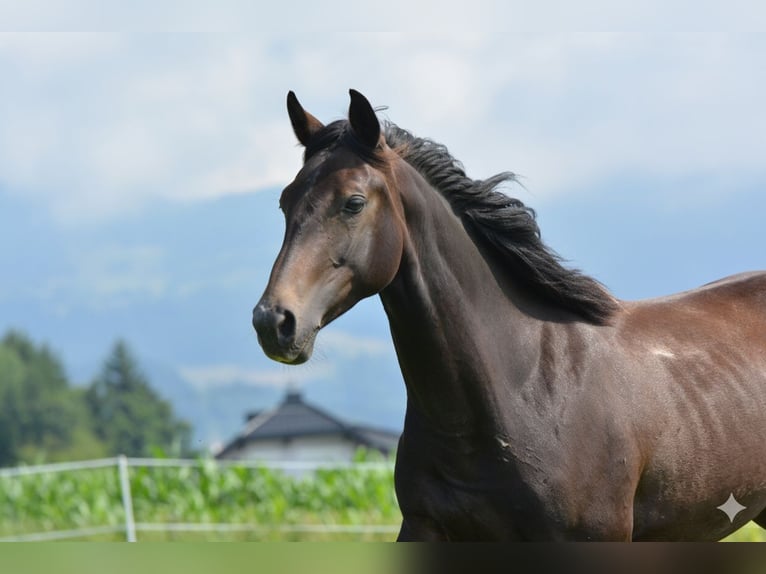 Plus de chevaux à sang chaud Croisé Hongre 2 Ans 160 cm Pinto in Feldkirchen