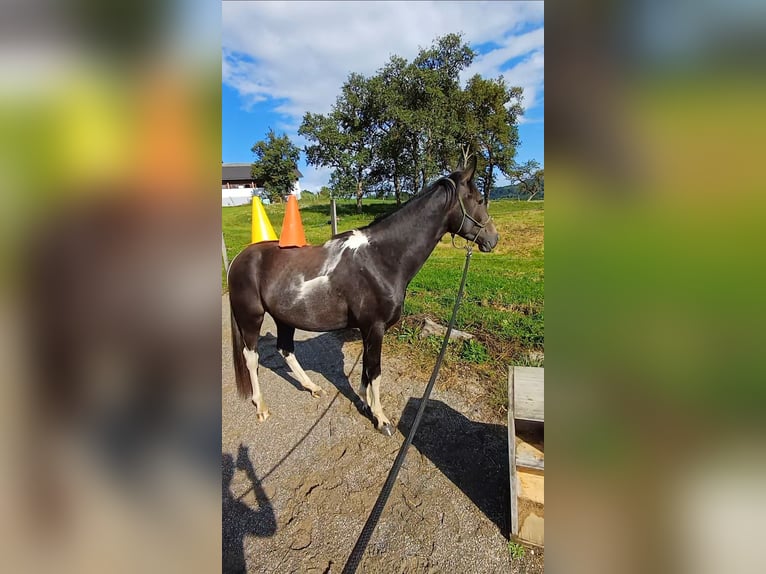 Plus de chevaux à sang chaud Croisé Hongre 2 Ans 160 cm Pinto in Feldkirchen