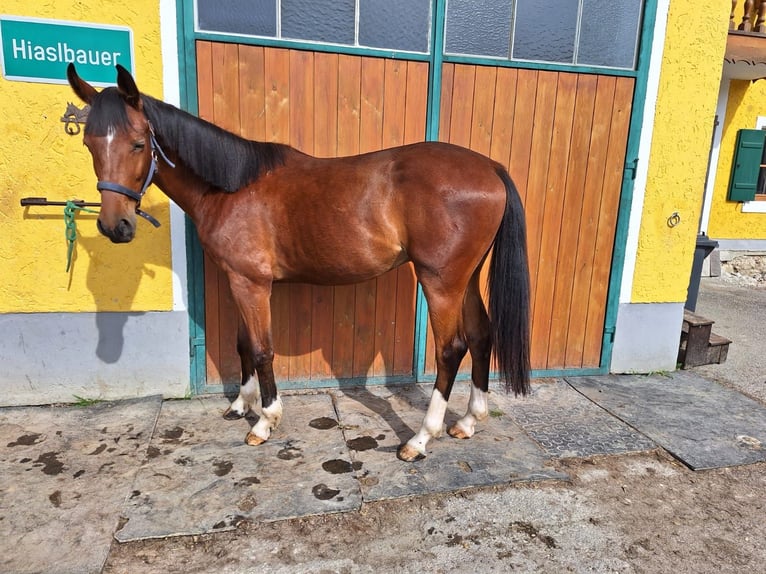 Plus de chevaux à sang chaud Hongre 2 Ans 165 cm Bai in Nussdorf a. Haunsberg