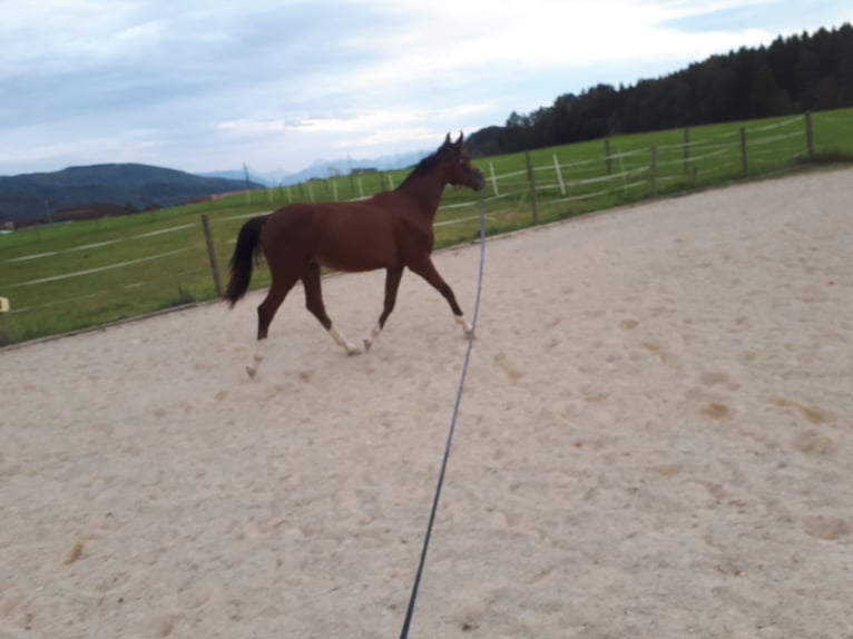 Plus de chevaux à sang chaud Hongre 2 Ans 165 cm Bai in Nussdorf a. Haunsberg