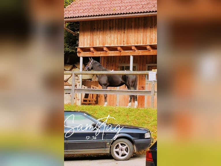 Plus de chevaux à sang chaud Hongre 2 Ans 165 cm Noir in Ebensee