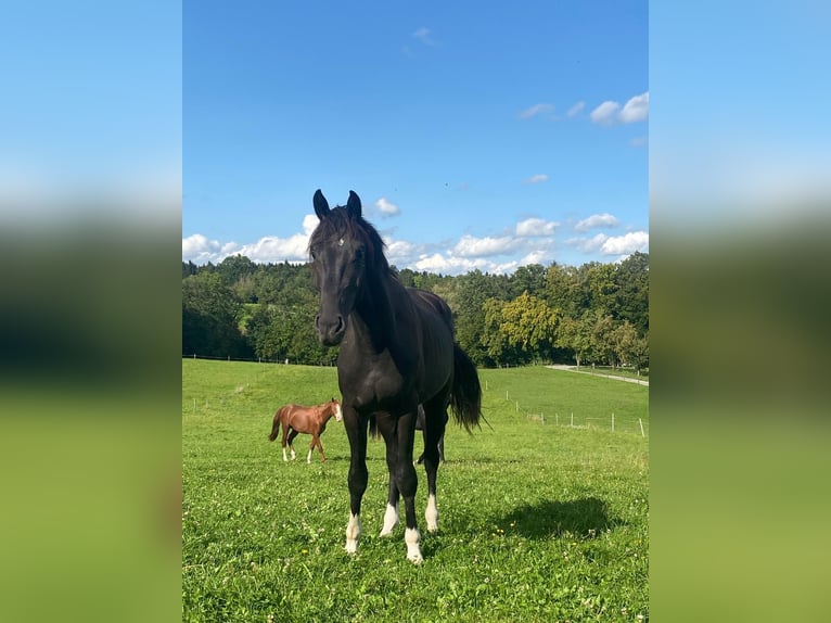 Plus de chevaux à sang chaud Hongre 2 Ans 165 cm Noir in Ebensee
