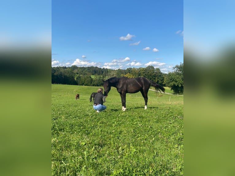 Plus de chevaux à sang chaud Hongre 2 Ans 165 cm Noir in Ebensee