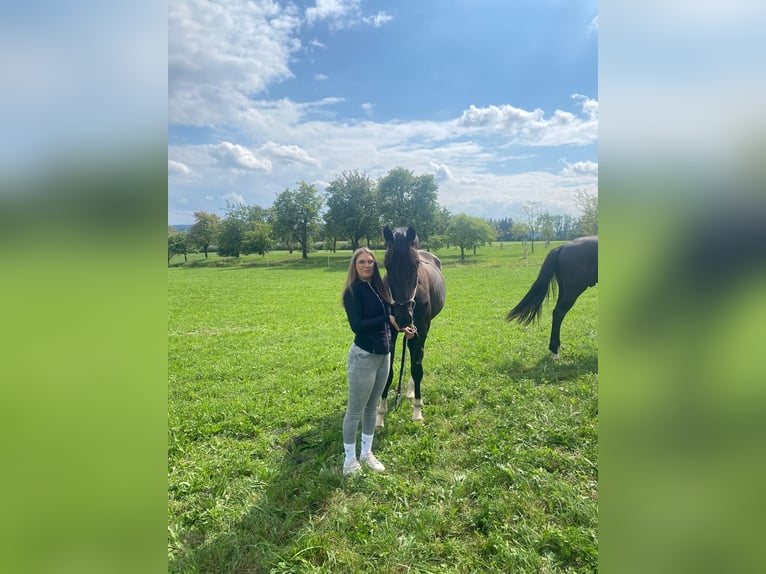 Plus de chevaux à sang chaud Hongre 2 Ans 165 cm Noir in Ebensee