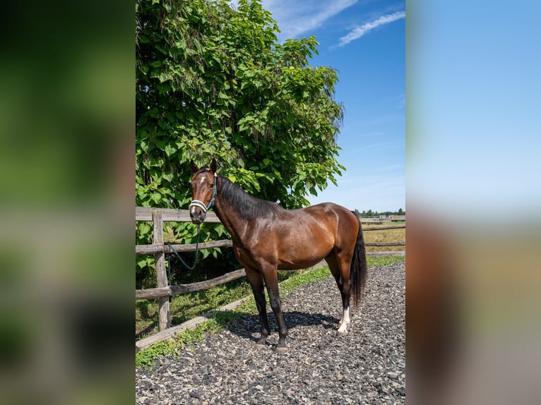 Plus de chevaux à sang chaud Hongre 2 Ans 168 cm Bai in Eggstätt