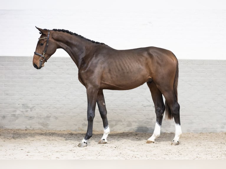 Plus de chevaux à sang chaud Hongre 2 Ans 168 cm Bai in Heerde