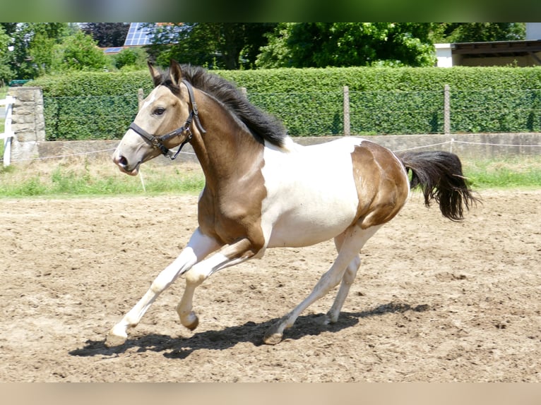 Plus de chevaux à sang chaud Hongre 2 Ans 168 cm Pinto in Borgentreich