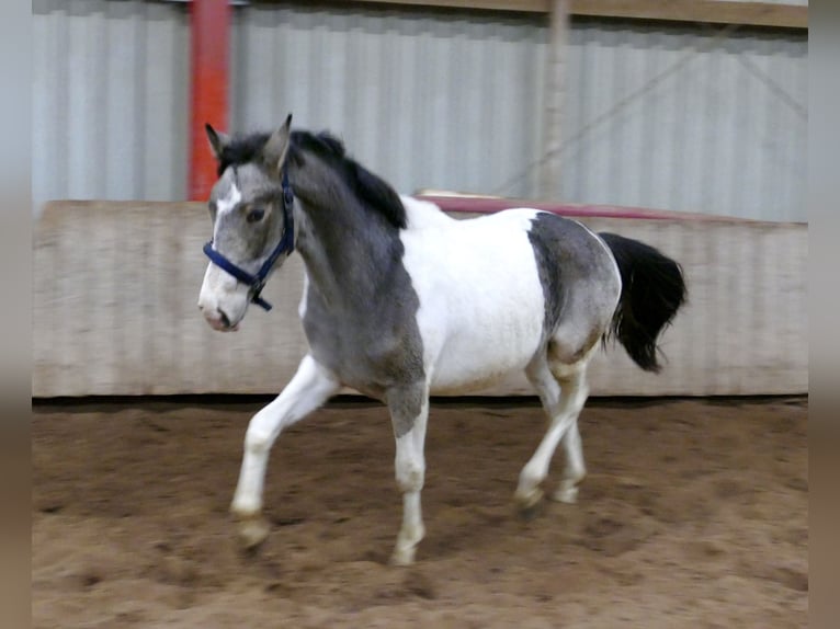 Plus de chevaux à sang chaud Hongre 2 Ans 168 cm Pinto in Borgentreich