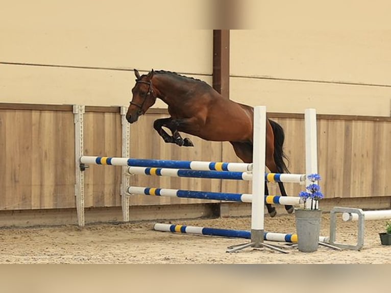 Plus de chevaux à sang chaud Hongre 3 Ans 145 cm Bai brun in Oost West en Middelbeers