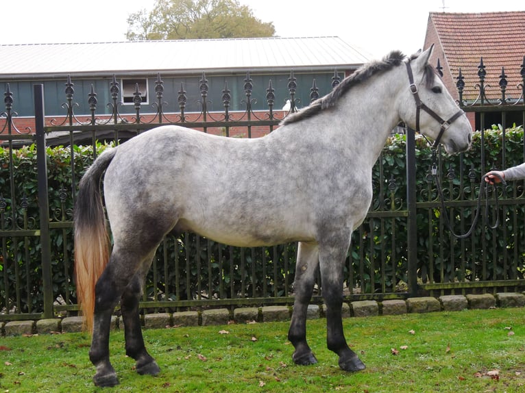 Plus de chevaux à sang chaud Croisé Hongre 3 Ans 154 cm in Dorsten