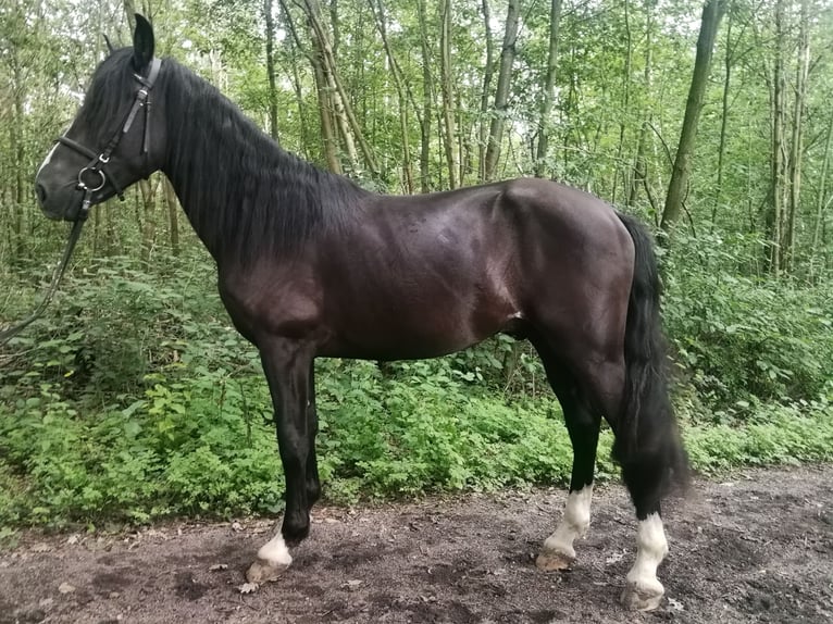 Plus de chevaux à sang chaud Hongre 3 Ans 154 cm Noir in Euskirchen