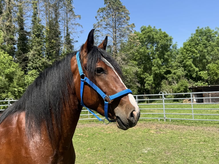 Plus de chevaux à sang chaud Hongre 3 Ans 155 cm Bai brun in Fuchstal