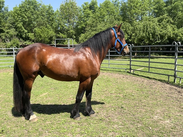 Plus de chevaux à sang chaud Hongre 3 Ans 155 cm Bai brun in Fuchstal