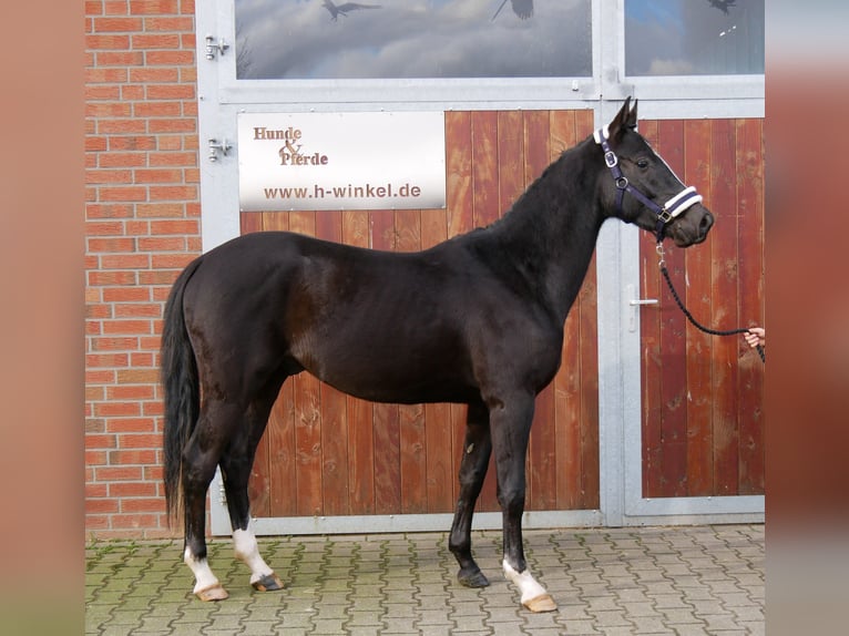 Plus de chevaux à sang chaud Hongre 3 Ans 155 cm in Dorsten