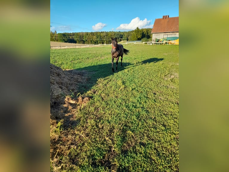 Plus de chevaux à sang chaud Hongre 3 Ans 155 cm Noir in Bad Saulgau