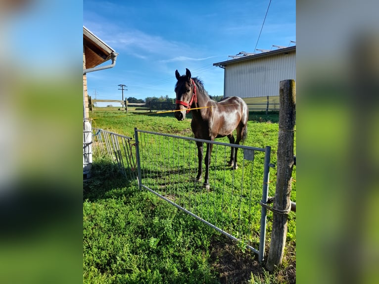 Plus de chevaux à sang chaud Hongre 3 Ans 155 cm Noir in Bad Saulgau