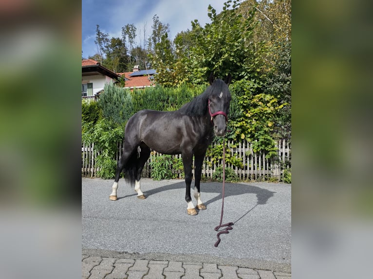 Plus de chevaux à sang chaud Hongre 3 Ans 155 cm Noir in Aschau im Chiemgau