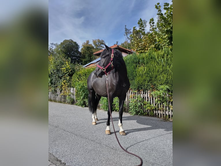 Plus de chevaux à sang chaud Hongre 3 Ans 155 cm Noir in Aschau im Chiemgau