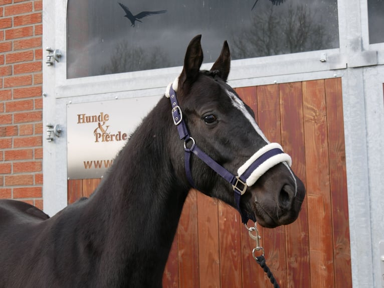 Plus de chevaux à sang chaud Hongre 3 Ans 155 cm Noir in Dorsten