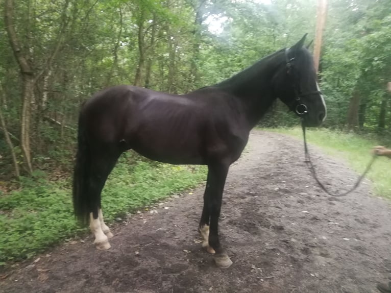 Plus de chevaux à sang chaud Hongre 3 Ans 155 cm Noir in Euskirchen