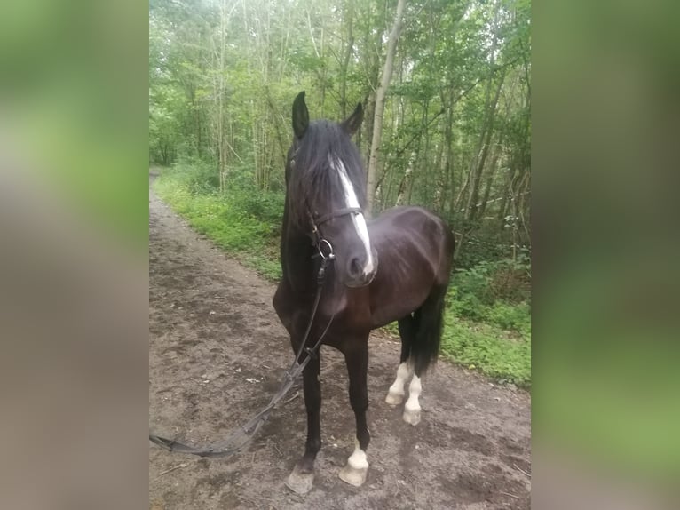 Plus de chevaux à sang chaud Hongre 3 Ans 155 cm Noir in Euskirchen