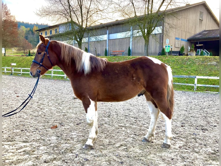 Plus de chevaux à sang chaud Croisé Hongre 3 Ans 155 cm Pinto in Ampflwang