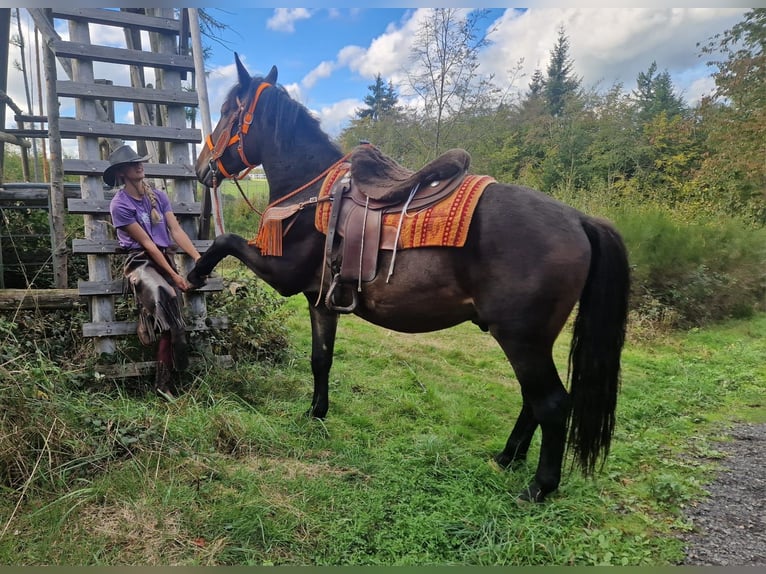 Plus de chevaux à sang chaud Hongre 3 Ans 157 cm Bai brun in Linkenbach