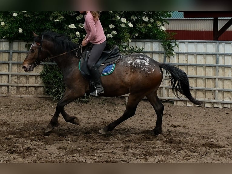 Plus de chevaux à sang chaud Hongre 3 Ans 158 cm Léopard in Rudersdorf