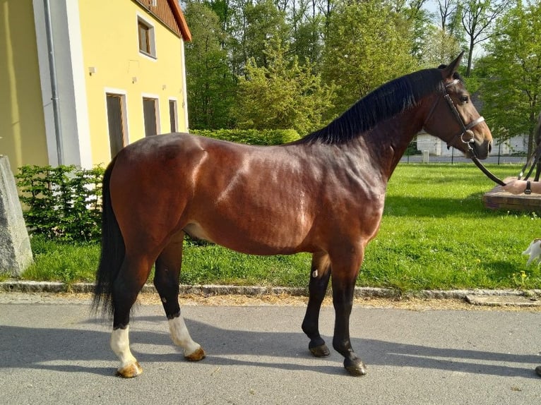 Plus de chevaux à sang chaud Hongre 3 Ans 160 cm Bai in Kamenz