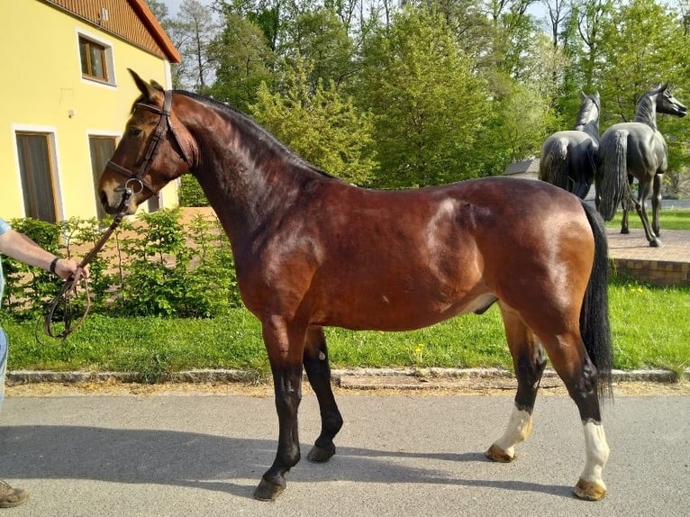 Plus de chevaux à sang chaud Hongre 3 Ans 160 cm Bai in Kamenz