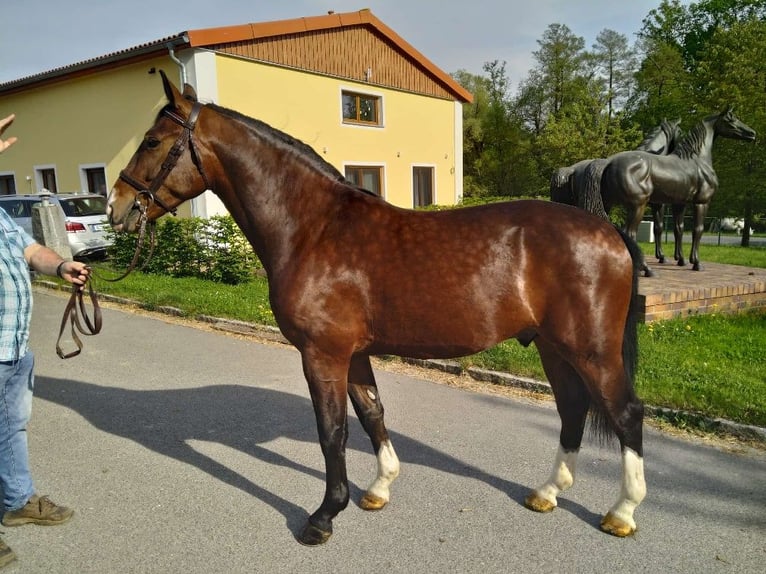 Plus de chevaux à sang chaud Hongre 3 Ans 160 cm Bai in Kamenz