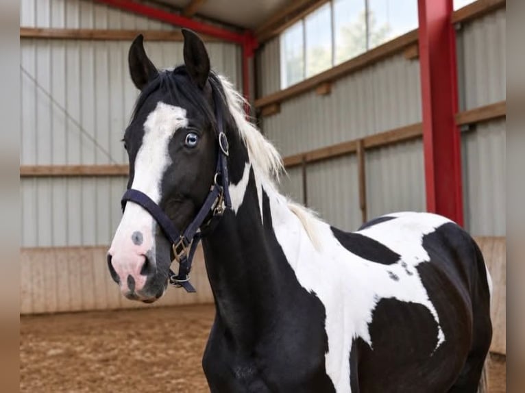 Plus de chevaux à sang chaud Hongre 3 Ans 162 cm Pinto in Borgentreich