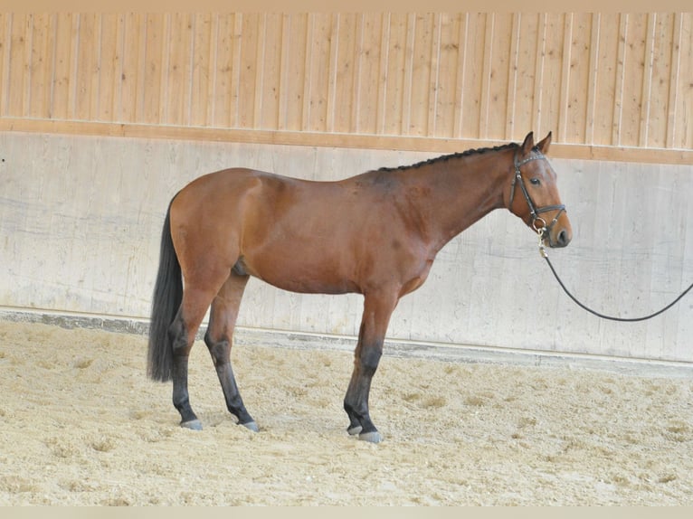 Plus de chevaux à sang chaud Hongre 3 Ans 163 cm Bai in Wellheim