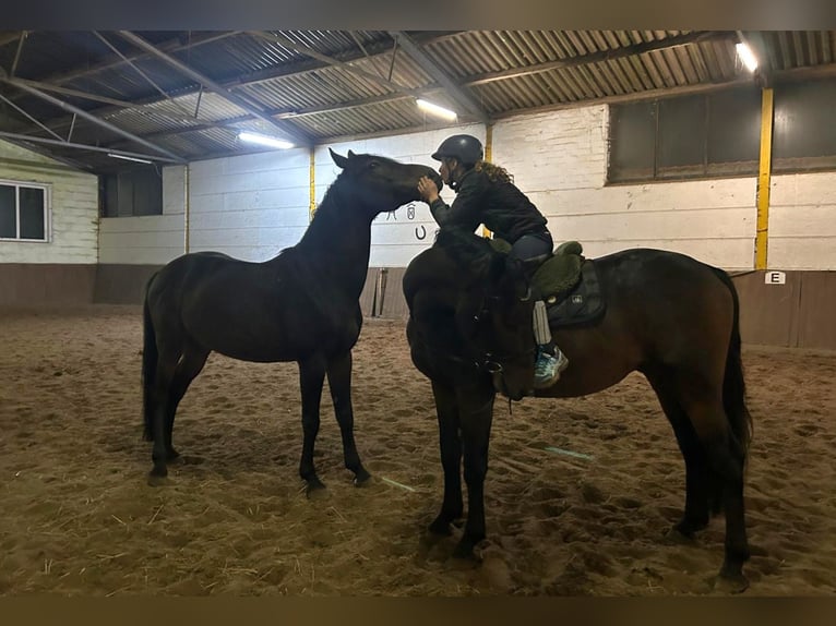 Plus de chevaux à sang chaud Hongre 3 Ans 164 cm Bai brun in Braunschweig