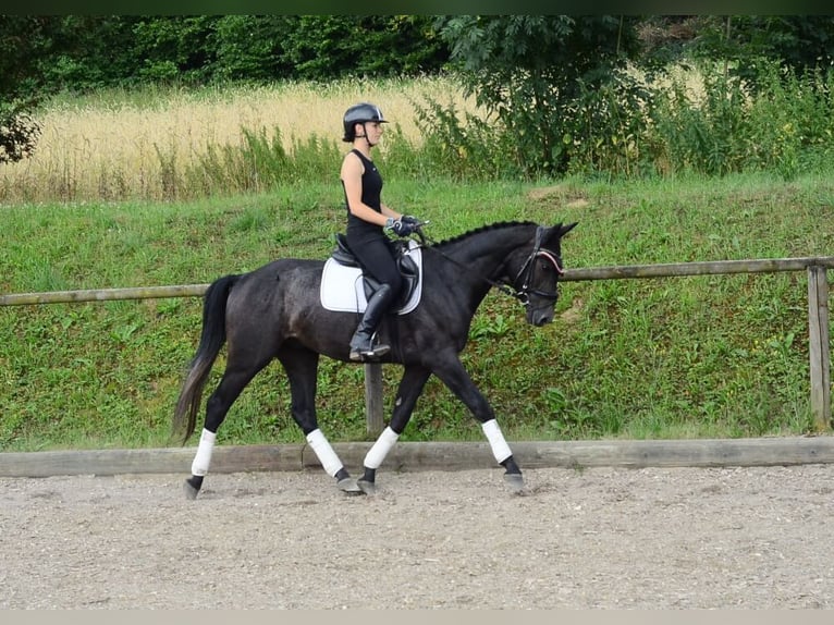 Plus de chevaux à sang chaud Hongre 3 Ans 164 cm Gris noir in Wellheim