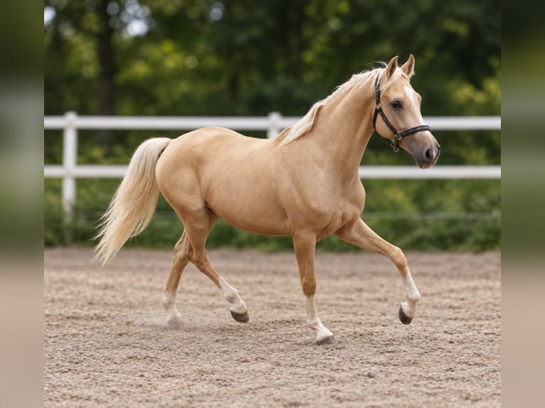 Plus de chevaux à sang chaud Hongre 3 Ans 166 cm Palomino in Borgentreich