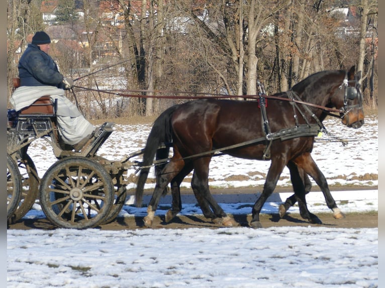 Plus de chevaux à sang chaud Hongre 3 Ans 167 cm Noir in St. Marein bei Graz