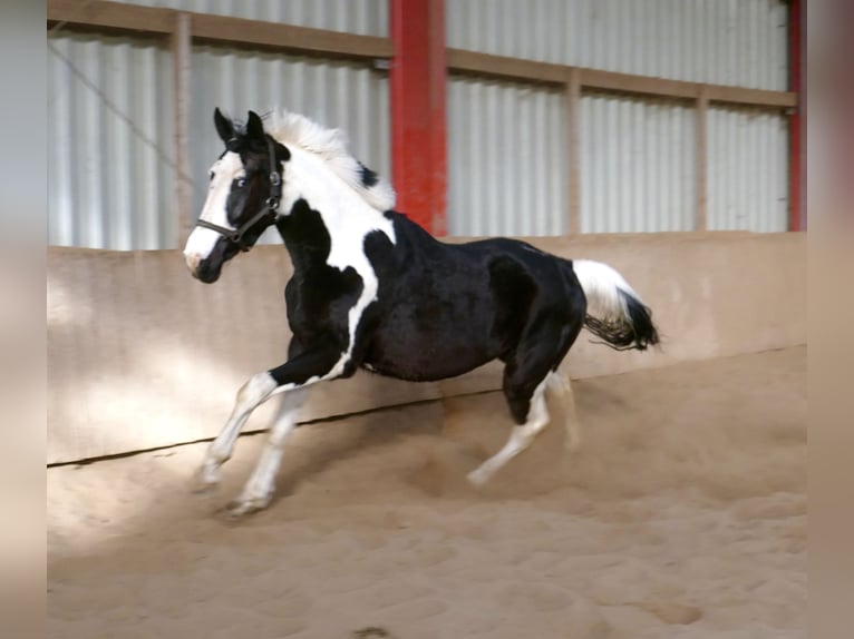 Plus de chevaux à sang chaud Hongre 3 Ans 168 cm Pinto in Borgentreich