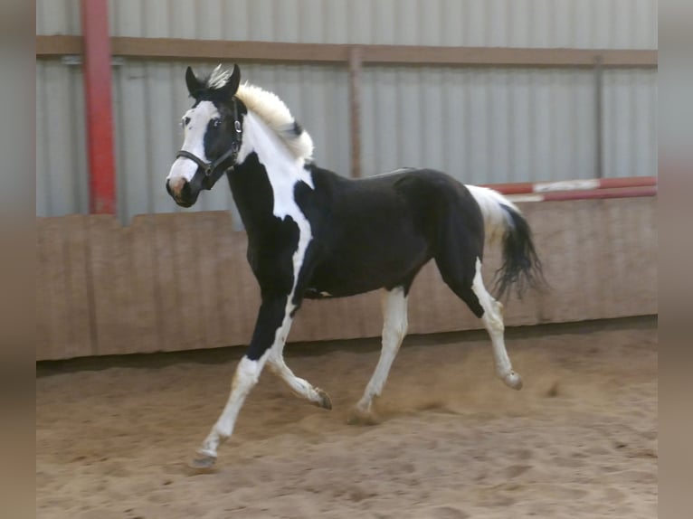 Plus de chevaux à sang chaud Hongre 3 Ans 168 cm Pinto in Borgentreich