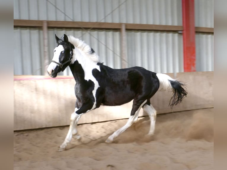 Plus de chevaux à sang chaud Hongre 3 Ans 168 cm Pinto in Borgentreich