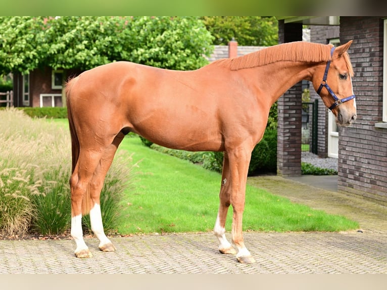 Plus de chevaux à sang chaud Hongre 3 Ans 169 cm Bai in Bladel