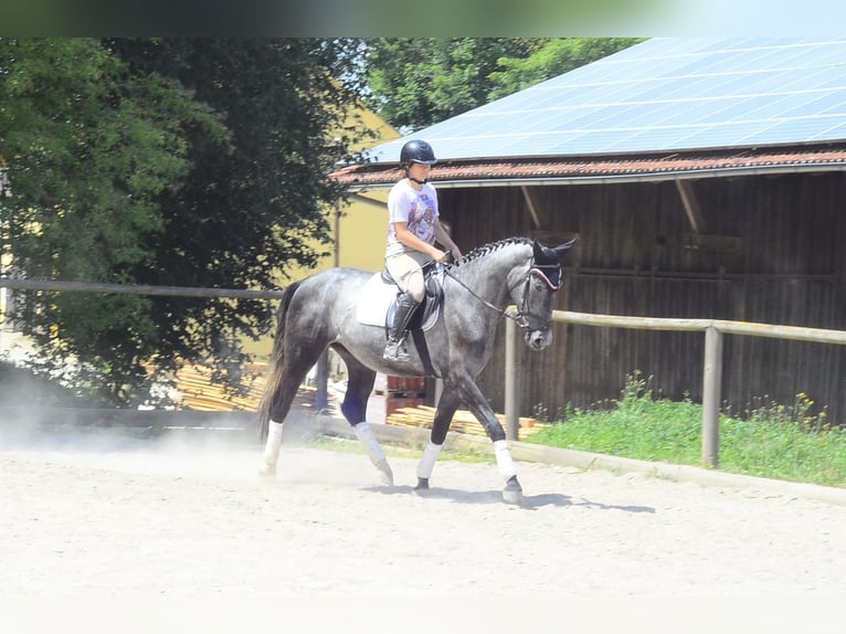 Plus de chevaux à sang chaud Hongre 3 Ans 170 cm Gris in Wellheim