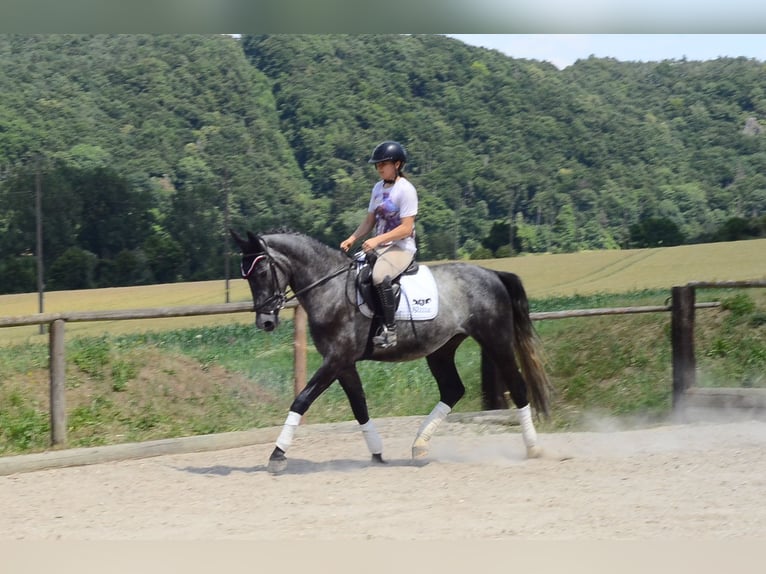 Plus de chevaux à sang chaud Hongre 3 Ans 170 cm Gris in Wellheim