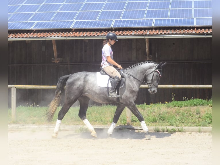 Plus de chevaux à sang chaud Hongre 3 Ans 170 cm Gris in Wellheim