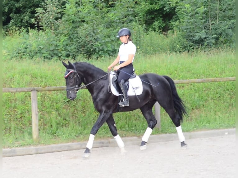 Plus de chevaux à sang chaud Hongre 3 Ans 170 cm Noir in Wellheim