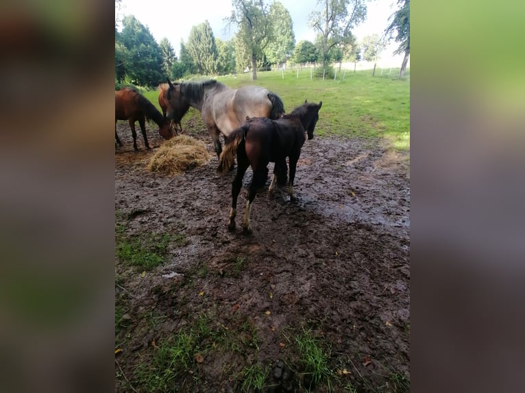 Plus de chevaux à sang chaud Croisé Hongre 3 Ans 171 cm Bai in Hessisch Lichtenau