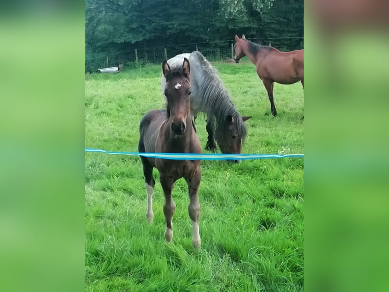 Plus de chevaux à sang chaud Croisé Hongre 3 Ans 171 cm Bai in Hessisch Lichtenau