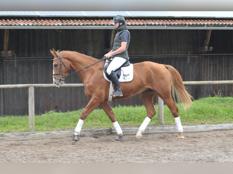 Plus de chevaux à sang chaud Hongre 3 Ans 174 cm Alezan in Wellheim